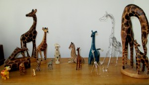 giraffes 1